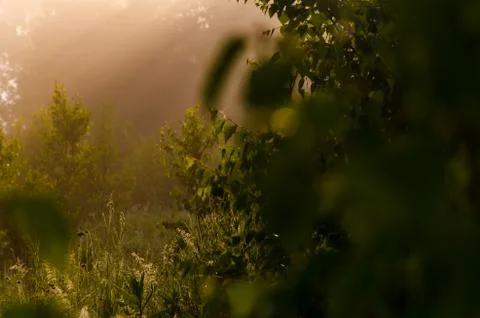 The sun's rays break through the birch leaves. Thick morning fog Stock Photos