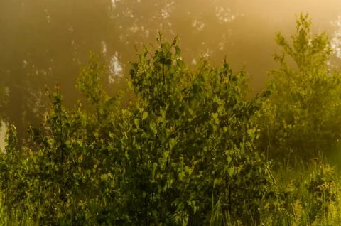 The sun's rays break through the birch leaves. Thick morning fog Foto stock