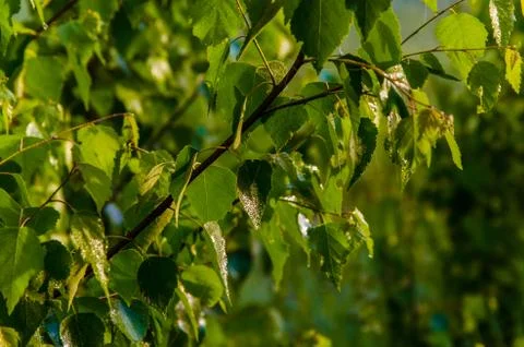 The sun's rays break through the birch leaves. Thick morning fog Stock Photos