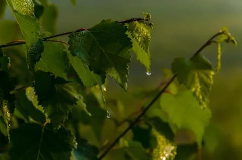 The sun's rays break through the birch leaves. Thick morning fog Stock Photos