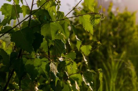 The sun's rays break through the birch leaves. Thick morning fog Foto stock