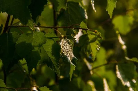 The sun's rays break through the birch leaves. Thick morning fog Stock Photos