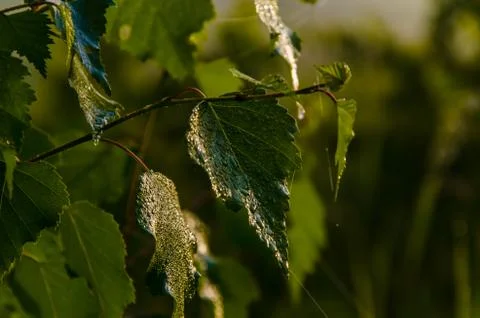 The sun's rays break through the birch leaves. Thick morning fog Stock Photos
