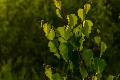 The sun's rays break through the birch leaves. Thick morning fog Stock Photos