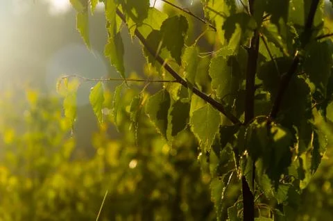 The sun's rays break through the birch leaves. Thick morning fog Stock Photos