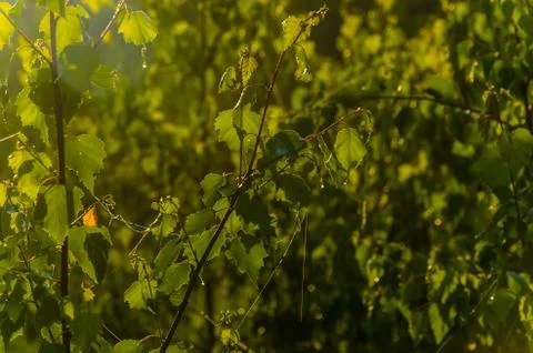 The sun's rays break through the birch leaves. Thick morning fog Stock Photos