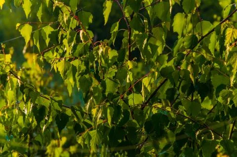 The sun's rays break through the birch leaves. Thick morning fog Stock Photos