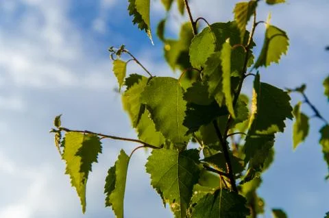 The sun's rays break through the birch leaves. Thick morning fog Stock Photos