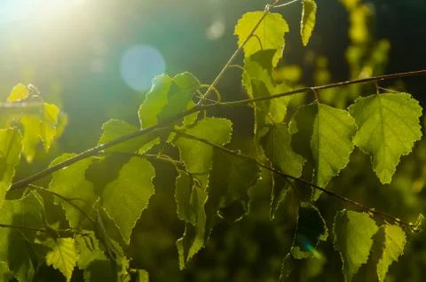The sun's rays break through the birch leaves. Thick morning fog Stock Photos