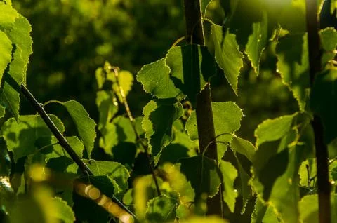 The sun's rays break through the birch leaves. Thick morning fog Foto stock