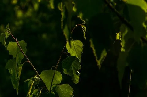 The sun's rays break through the birch leaves. Thick morning fog Stock Photos