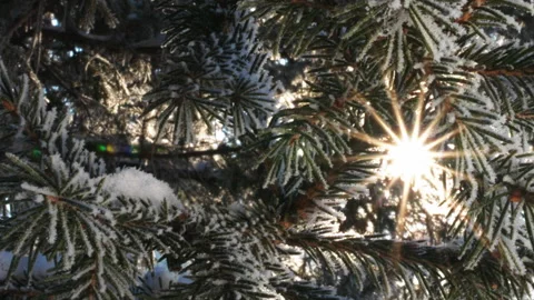 The sun's rays break through the branches of a snow-covered spruce 스톡 동영상 167531919