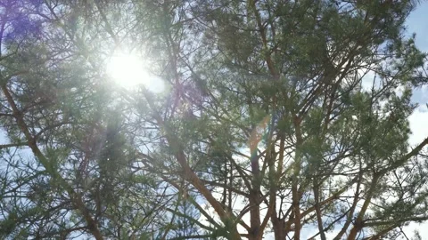 The sun's rays break through the branches of the tree. Stock Footage 197542525