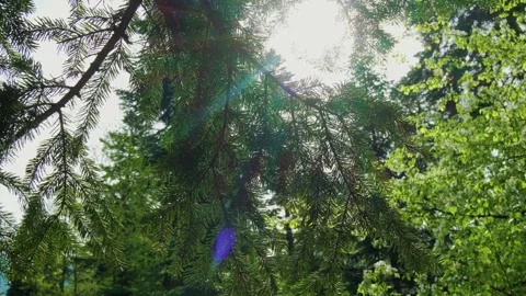 The sun's rays break through the branches Stock Footage 241724698