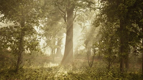 Sun's rays break through the branches of trees glowing in the morning fog Video stock 253740312
