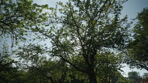 The suns rays break through the branches and green leaves of trees in summer 스톡 동영상 317170967