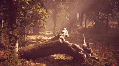 Sun's rays break through the branches of trees glowing in the morning fog Stock Illustration