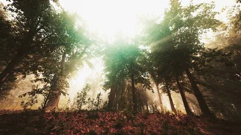 Sun's rays break through the branches of trees glowing in the morning fog Stock Illustration
