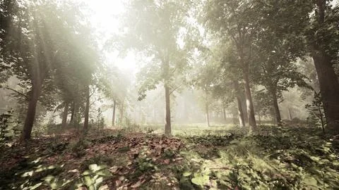 Sun's rays break through the branches of trees glowing in the morning fog Stock Illustration