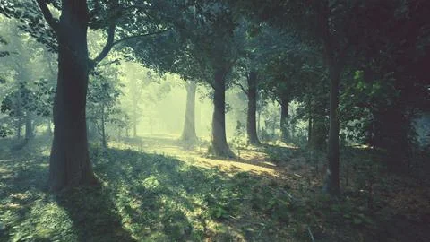 Sun's rays break through the branches of trees glowing in the morning fog Illustrazione stock