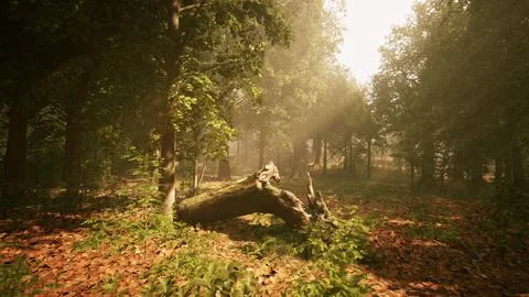 Sun's rays break through the branches of trees glowing in the morning fog Stock Illustration