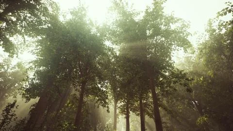 Sun's rays break through the branches of trees glowing in the morning fog Stock Illustration
