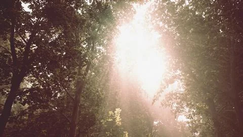 Sun's rays break through the branches of trees glowing in the morning fog Stock Illustration