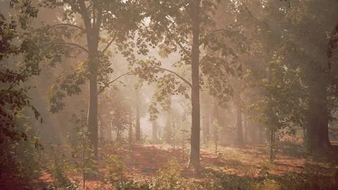Sun's rays break through the branches of trees glowing in the morning fog Stock Illustration