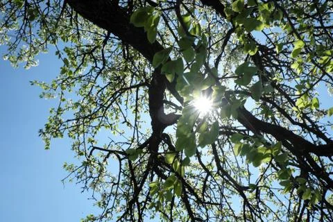 The sun's rays break through the branches of a flowering pear tree. Stock Photos