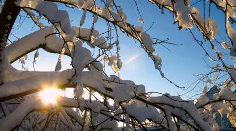 The sun's rays break through the branches of trees Stock Photos