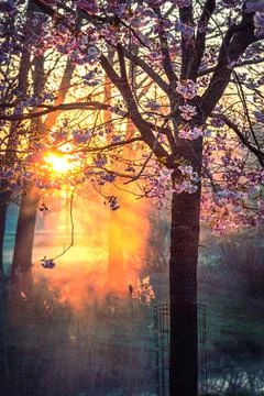 The sun's rays break through the branches of beautiful sakura trees Stock Photos