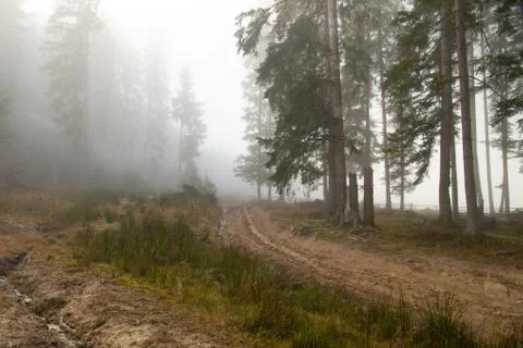 The sun's rays break through the fog Foto stock