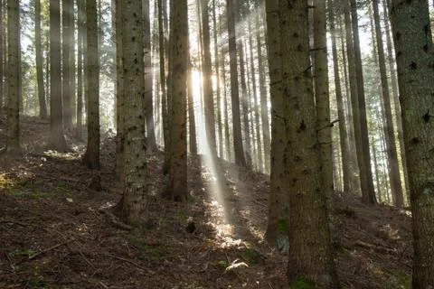 The sun's rays break through the fog Stock Photos