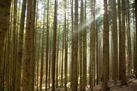 The sun's rays break through the fog Foto stock
