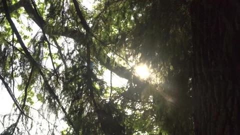 Sun's rays break through the foliage of a magnificent green tree. Stock Footage 138581379