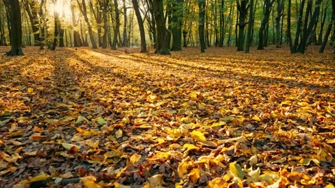 The sun's rays break through the foliage and tree trunks in the autumn park. Stock Footage 219411899