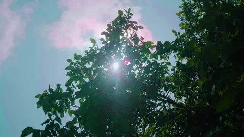The sun's rays break through the foliage Stock Footage 242012032