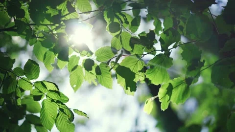 The sun's rays break through the fresh foliage of leaves fluttering in the wind Stock Footage 197682536