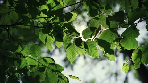 The sun's rays break through the fresh foliage of leaves fluttering in the wind Stock Footage 198683090