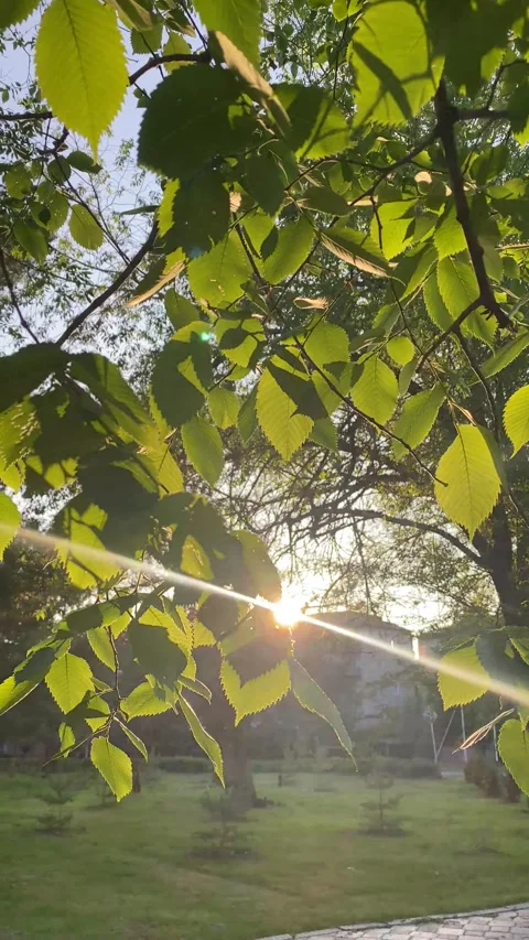 The sun's rays break through the green leaves of the tree Stock Footage 251661259