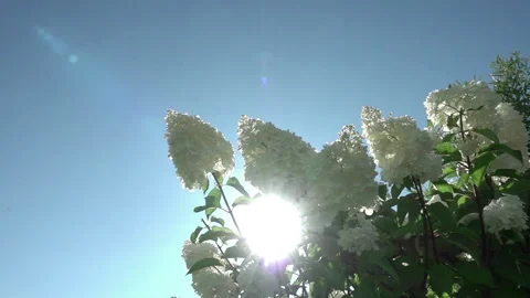 The sun's rays break through the inflorescences of a white hydrangea swaying in Stockbeeldmateriaal 220446041