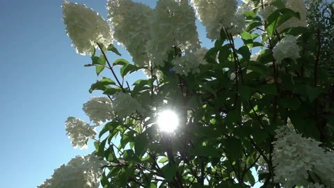 The sun's rays break through the inflorescences of a white hydrangea swaying in Stock Footage 220448565