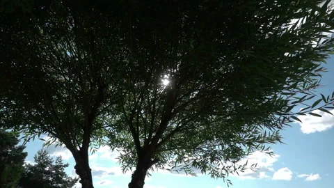 The sun's rays break through the inflorescences of a white hydrangea swaying in Stock Footage 220452597
