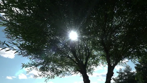 The sun's rays break through the inflorescences of a white hydrangea swaying in Stock Footage 220452622