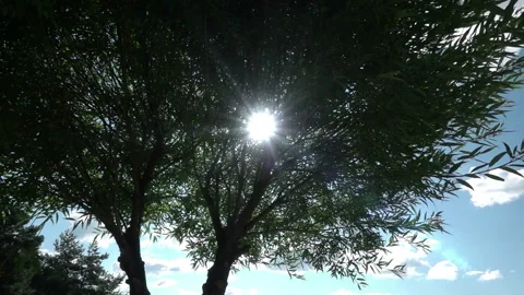 The sun's rays break through the inflorescences of a white hydrangea swaying in Stock Footage 220452652