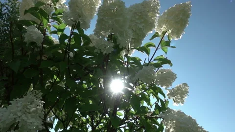 The sun's rays break through the inflorescences of a white hydrangea swaying in Stock Footage 220518684