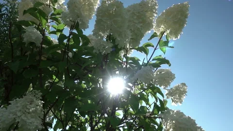 The sun's rays break through the inflorescences of a white hydrangea swaying in  Stock Footage 220676870