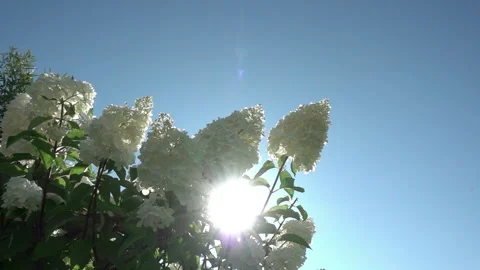 The sun's rays break through the inflorescences of a white hydrangea swaying in  Stock Footage 220676971