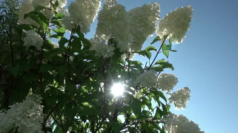 The sun's rays break through the inflorescences of a white hydrangea swaying in  Stock Footage 220735392