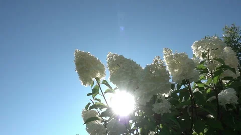 The sun's rays break through the inflorescences of a white hydrangea swaying in  Stock Footage 220735920